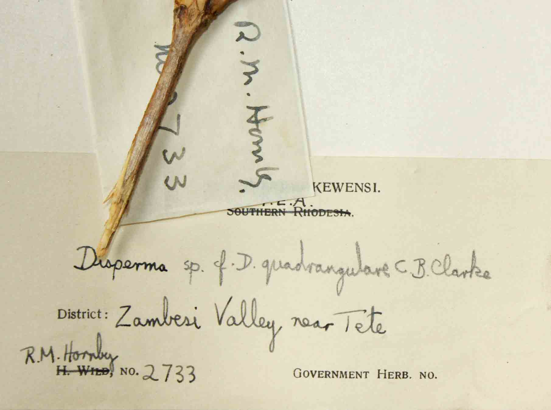 Duosperma quadrangulare Duosperma quadrangulare