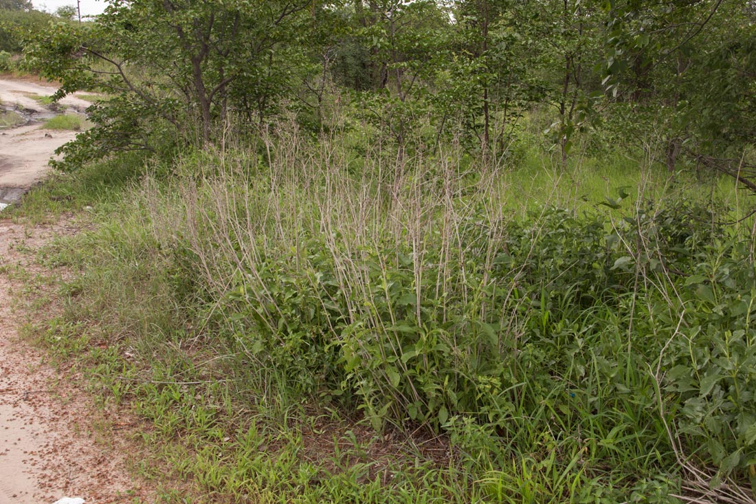 Duosperma quadrangulare
