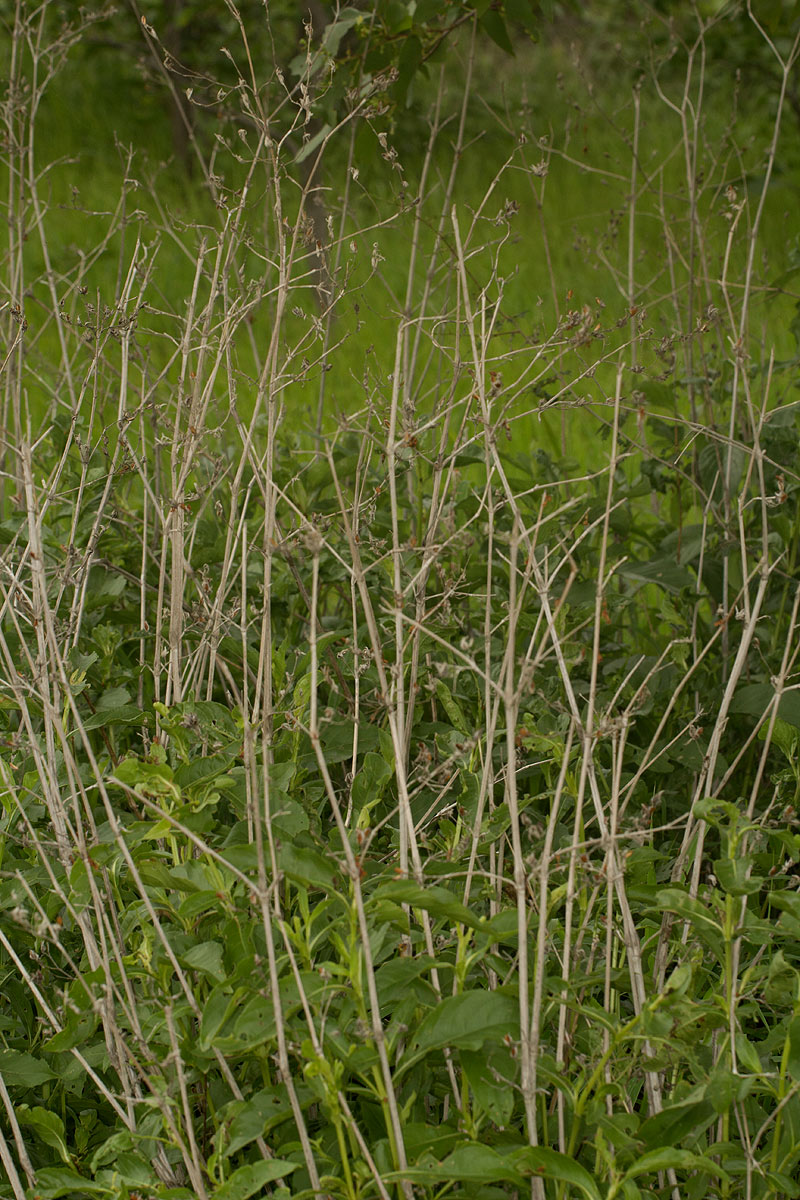 Duosperma quadrangulare