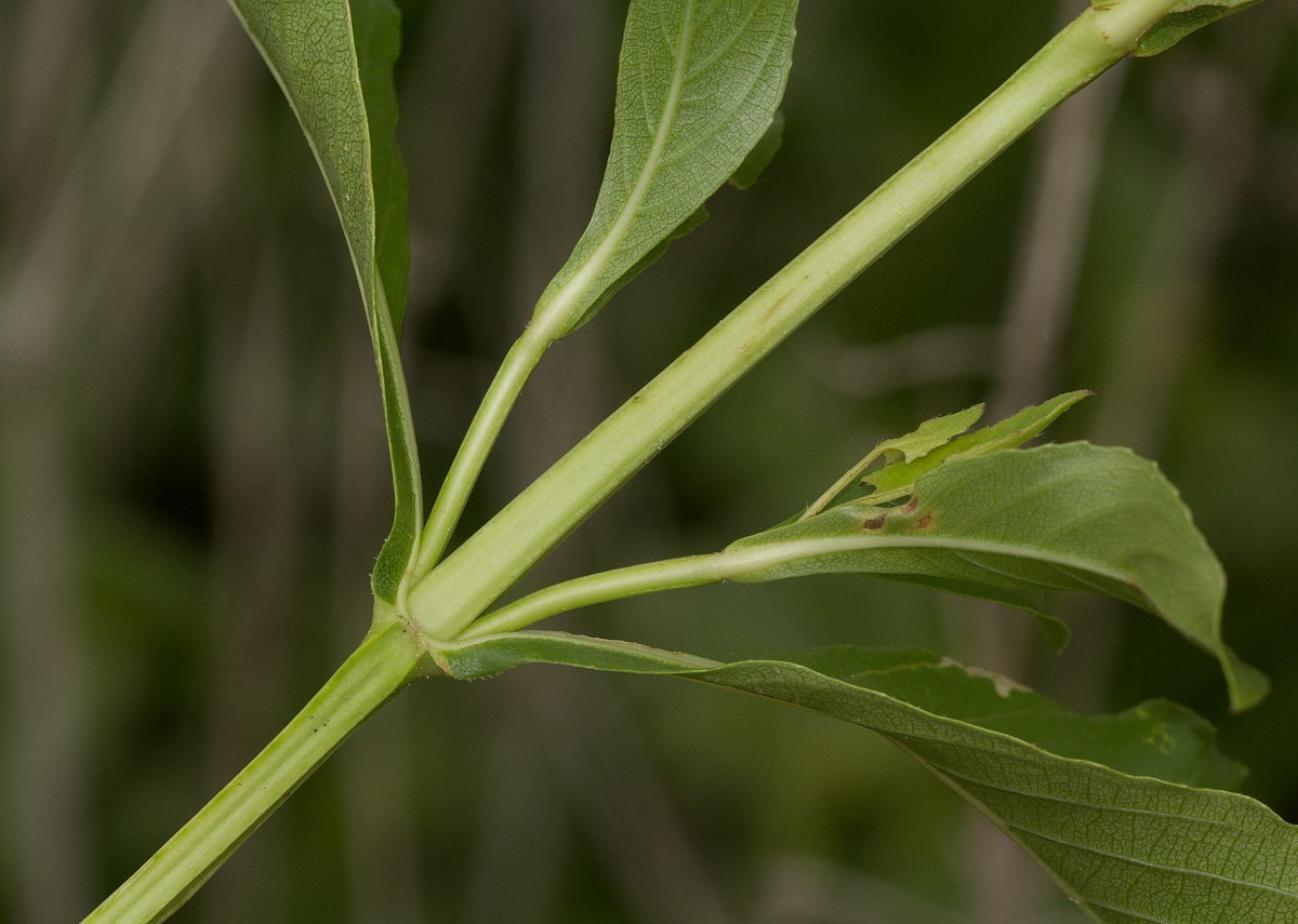 Duosperma quadrangulare
