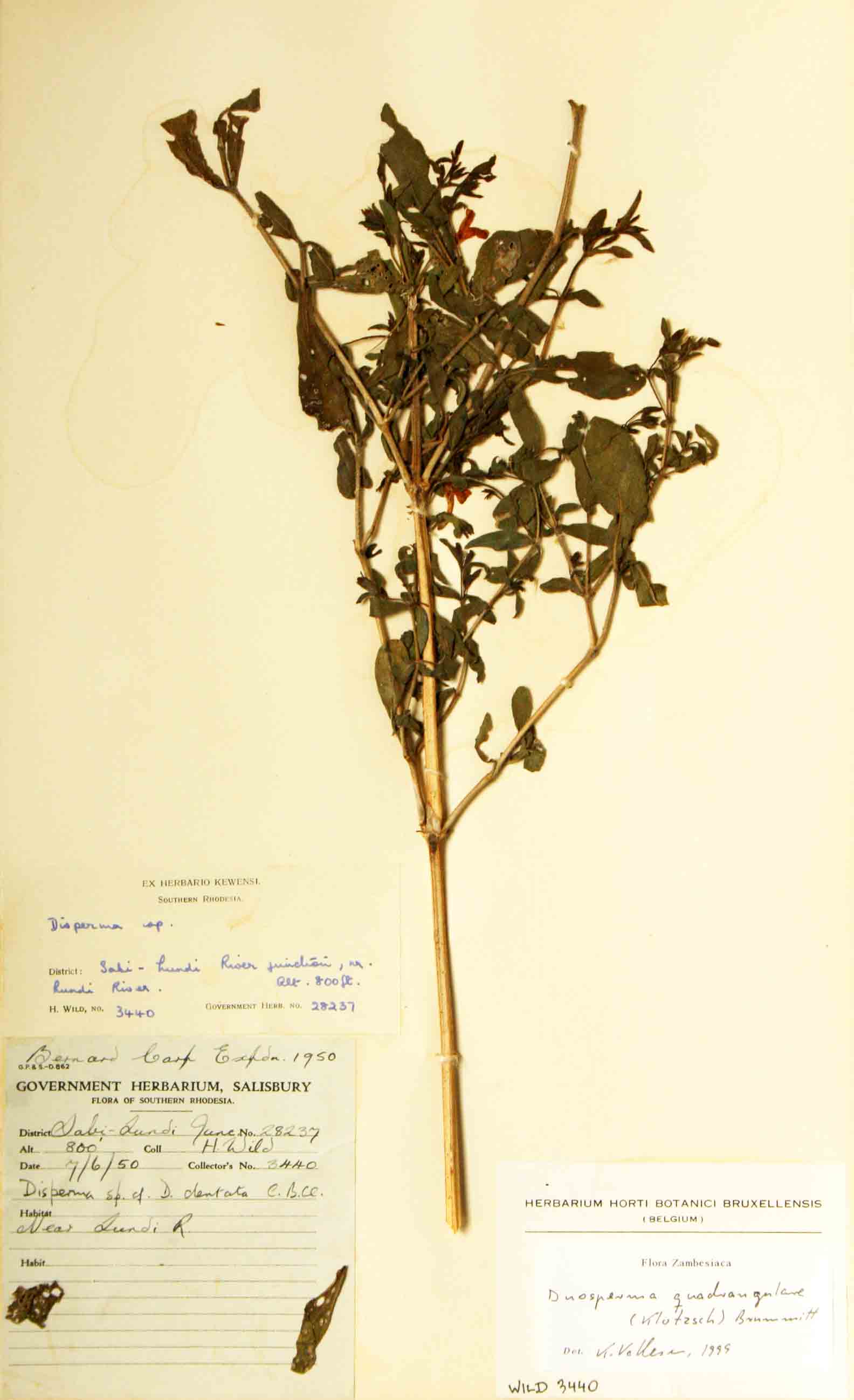 Duosperma quadrangulare