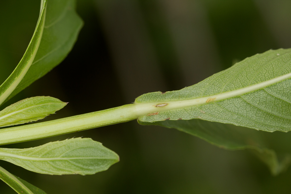 Duosperma quadrangulare