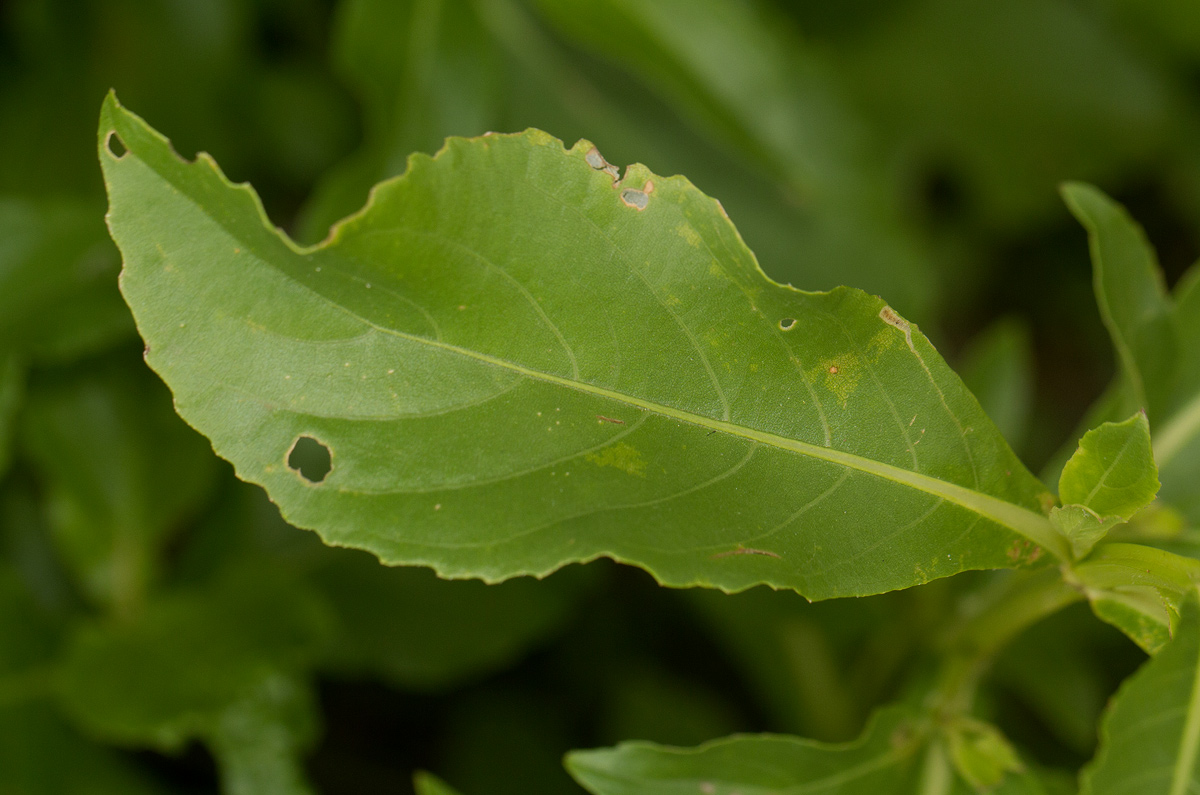 Duosperma quadrangulare