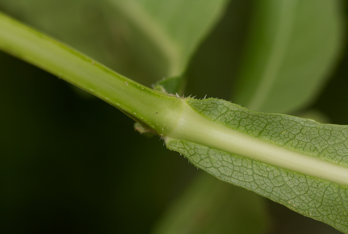 Duosperma quadrangulare