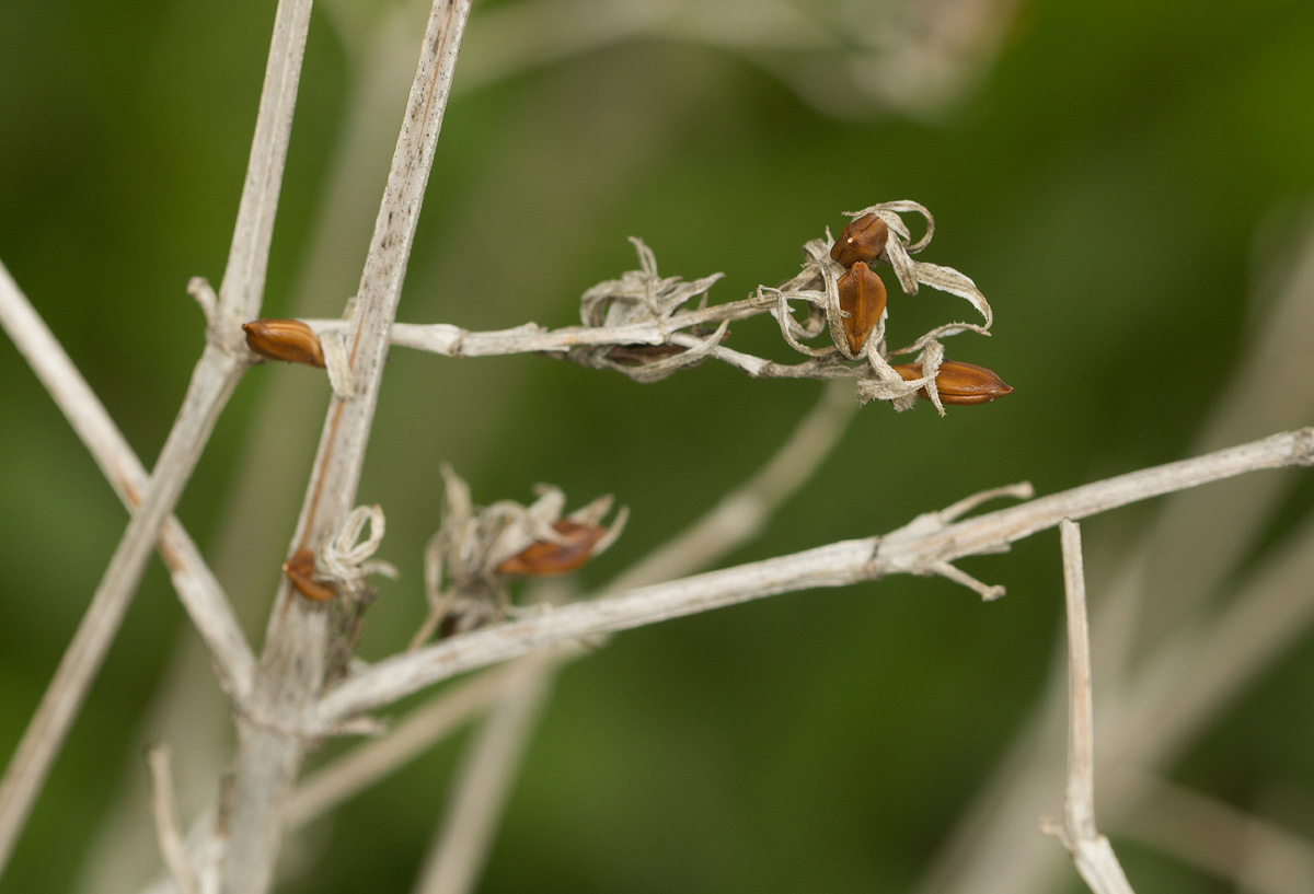 Duosperma quadrangulare