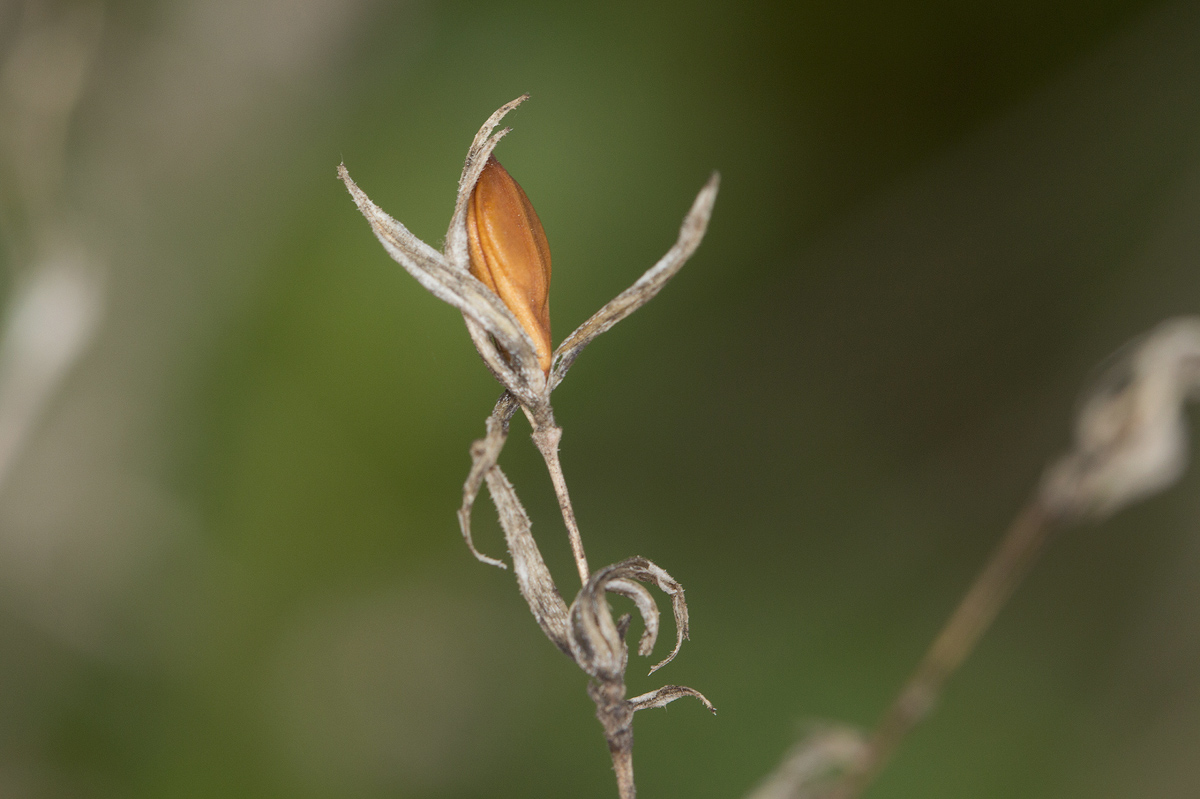 Duosperma quadrangulare