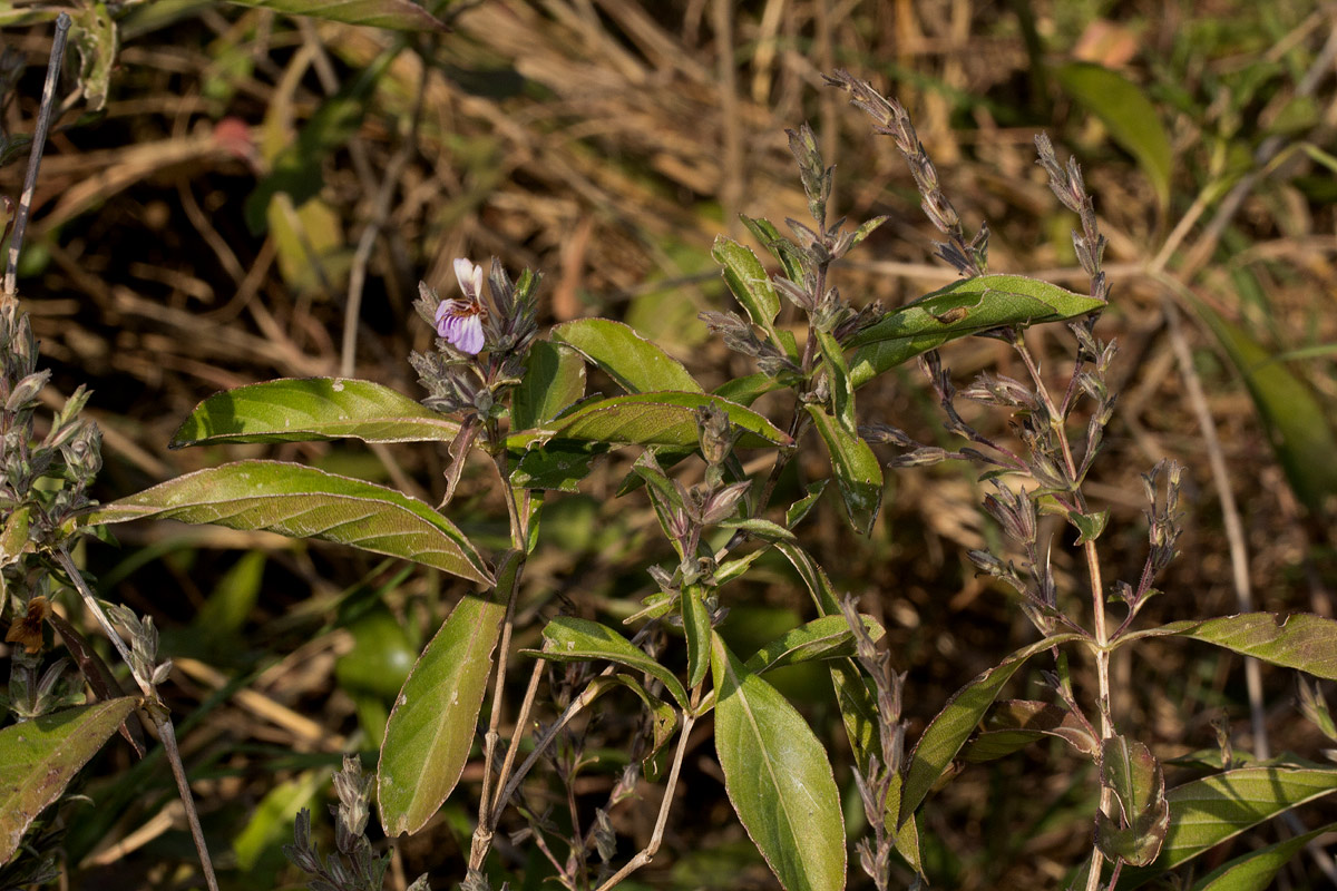 Duosperma quadrangulare