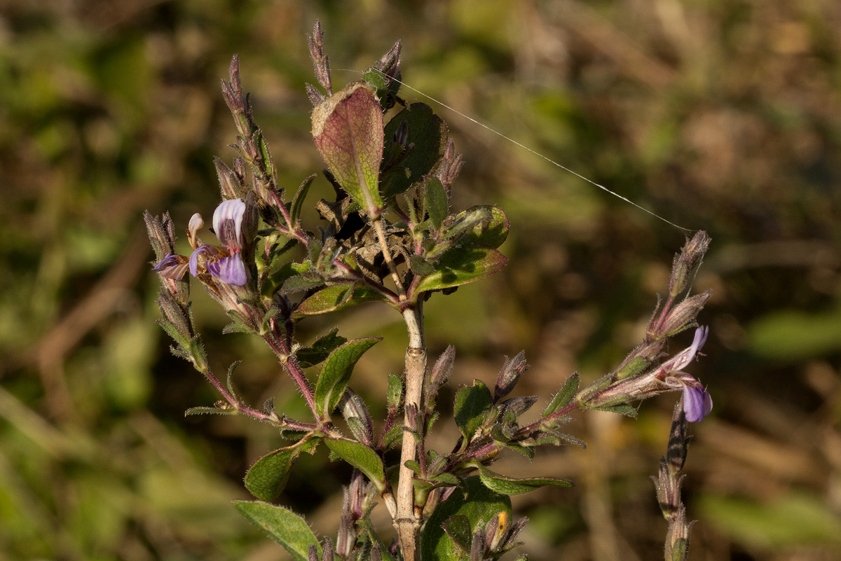 Duosperma quadrangulare