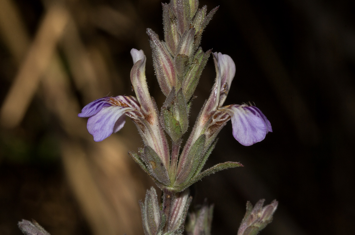 Duosperma quadrangulare