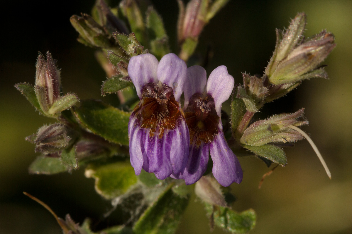 Duosperma quadrangulare