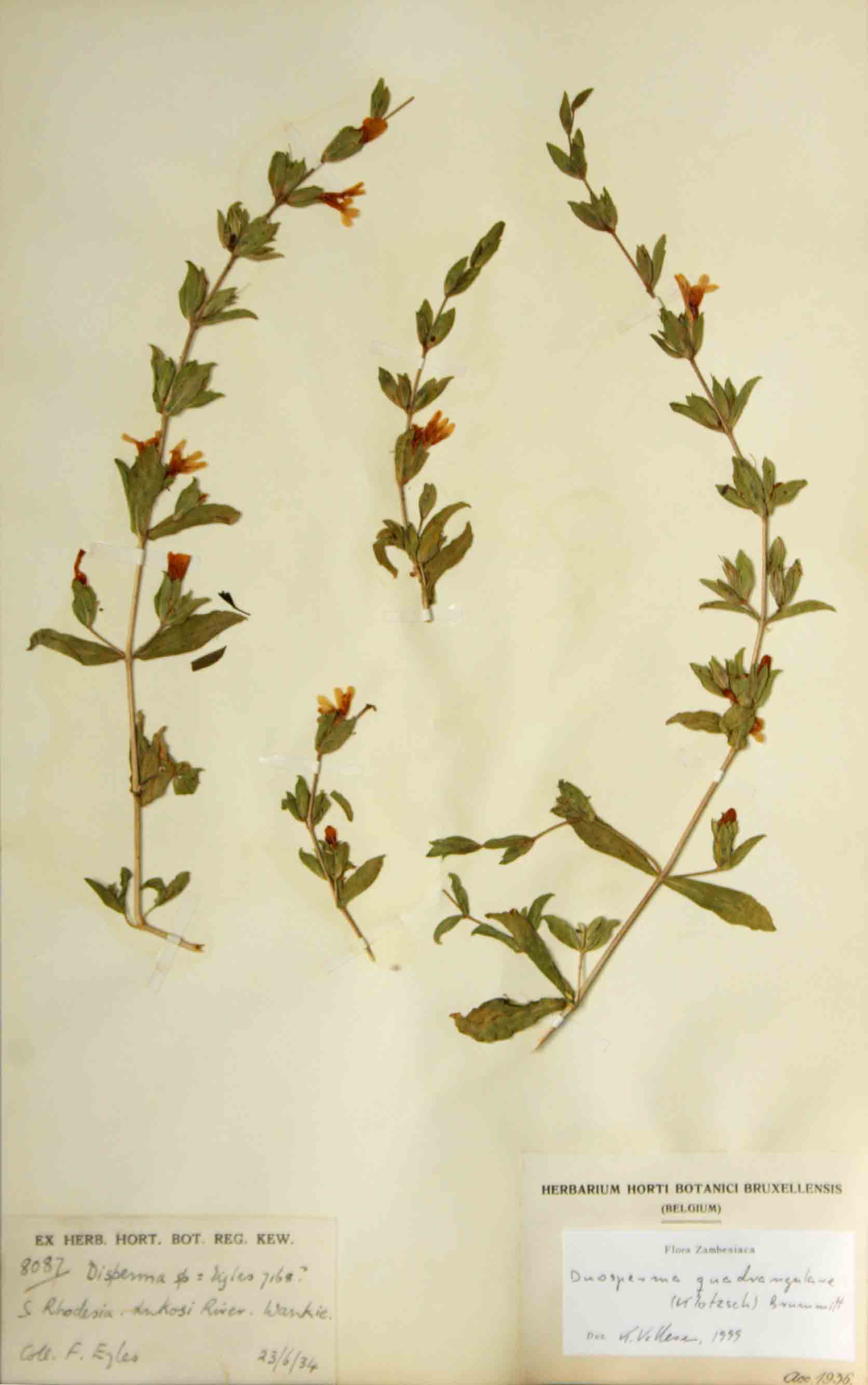 Duosperma quadrangulare