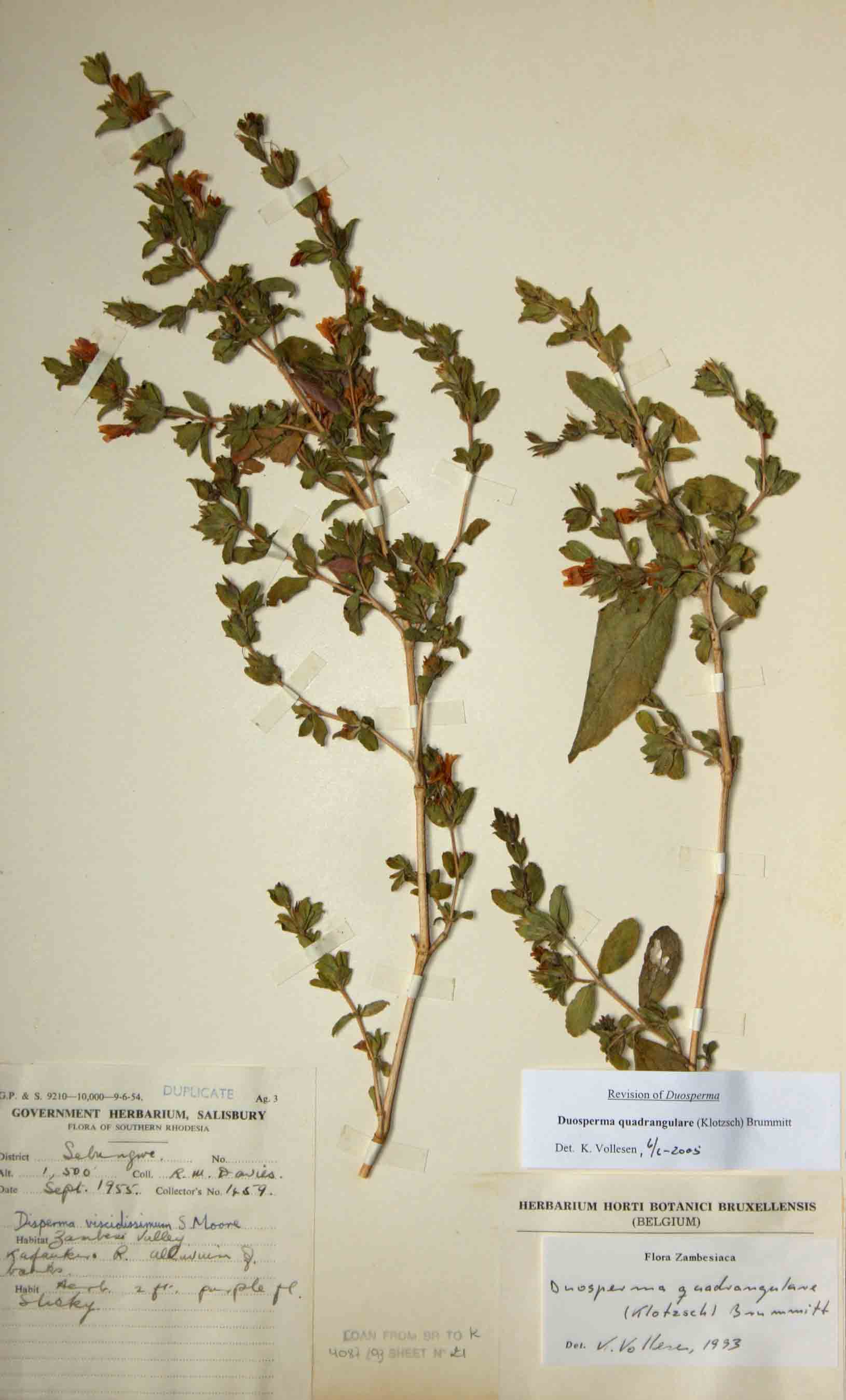 Duosperma quadrangulare Duosperma quadrangulare