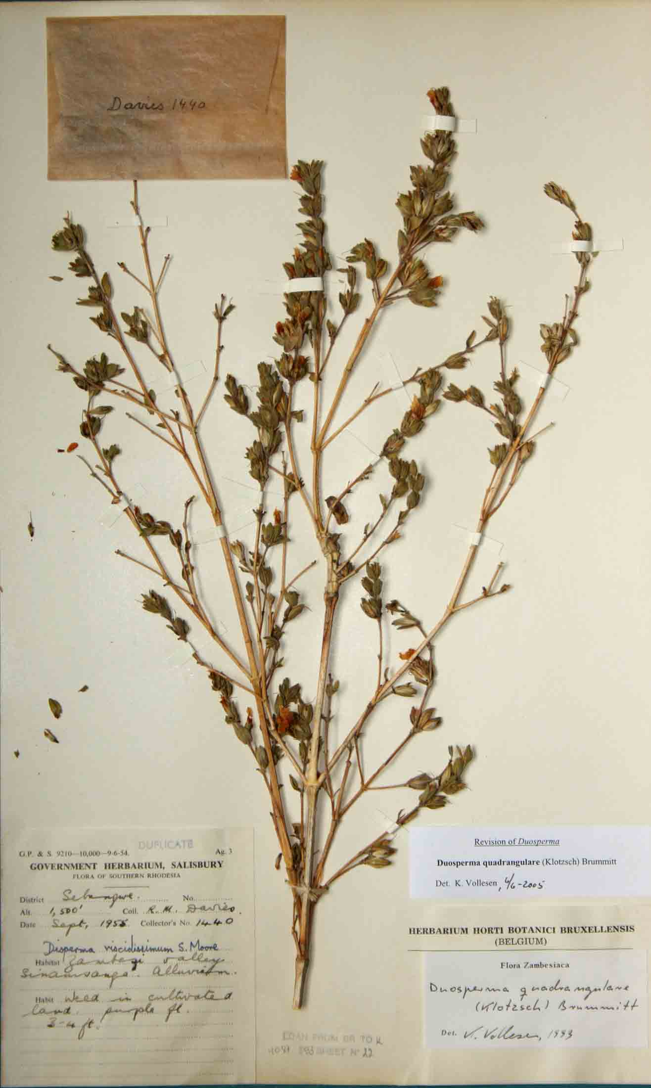 Duosperma quadrangulare