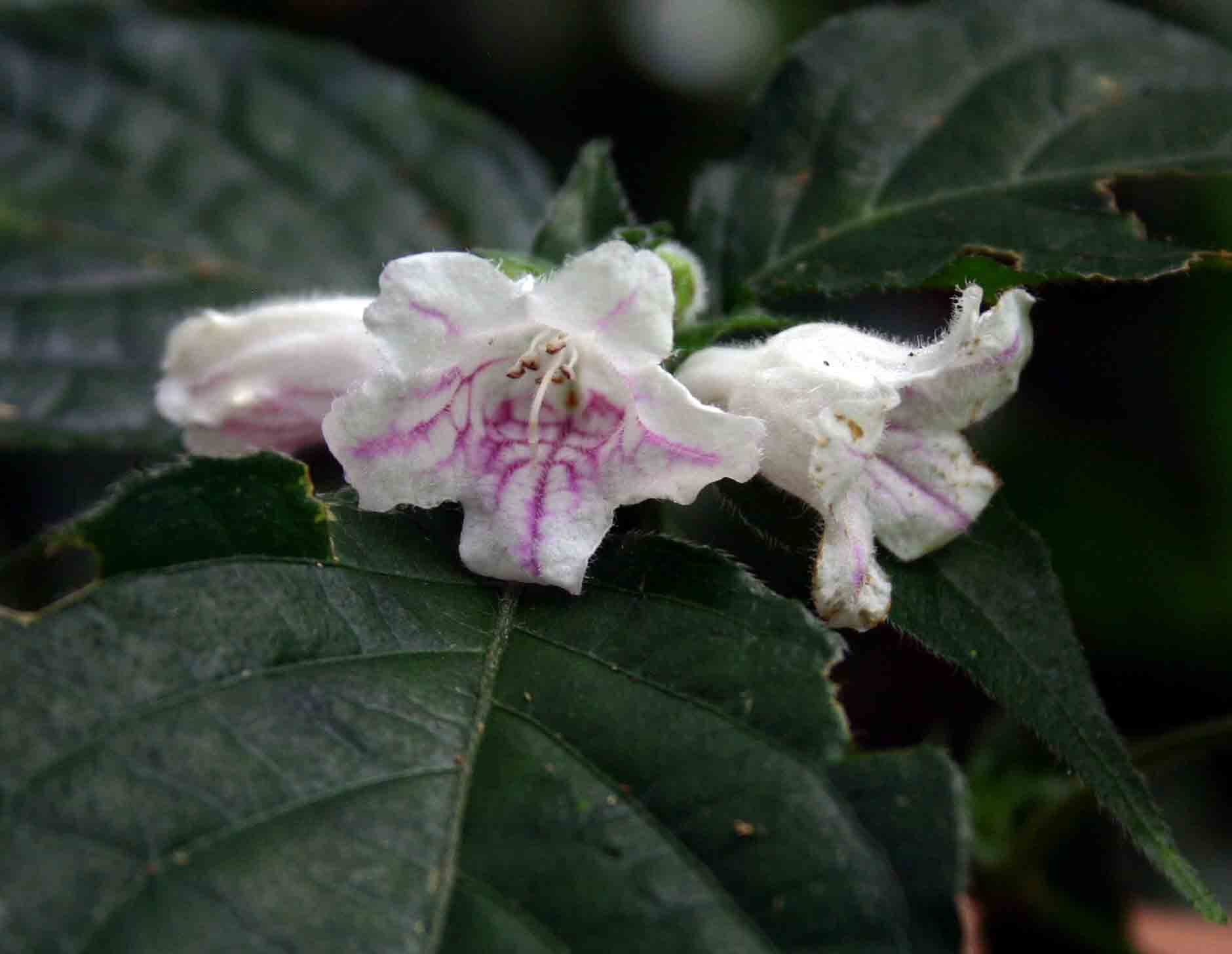 Acanthopale pubescens Acanthopale pubescens