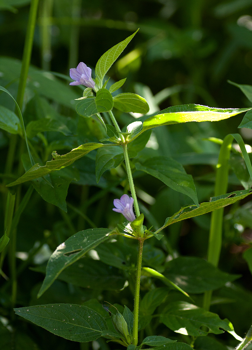 Ruellia prostrata