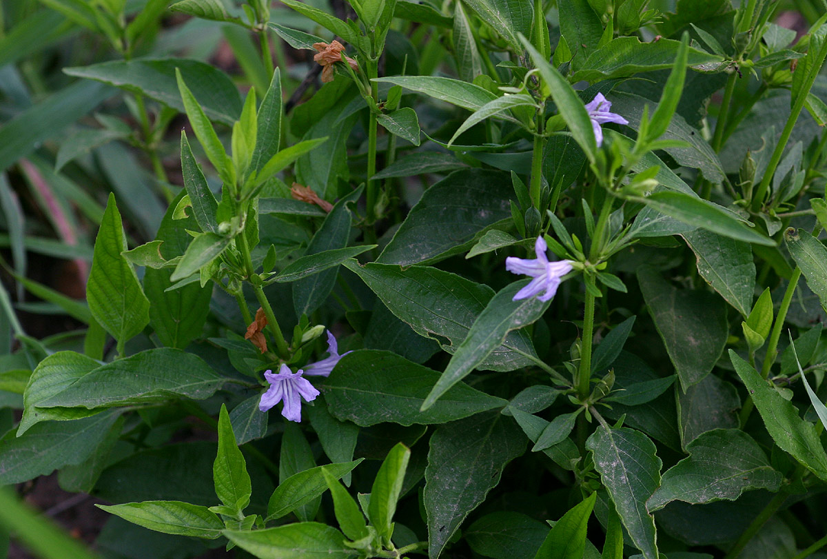 Ruellia prostrata