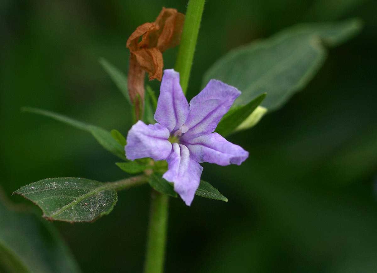 Ruellia prostrata