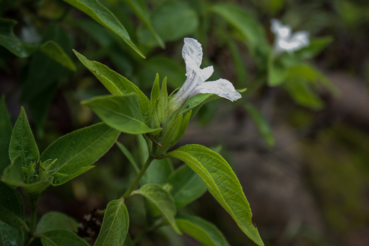 Ruellia prostrata