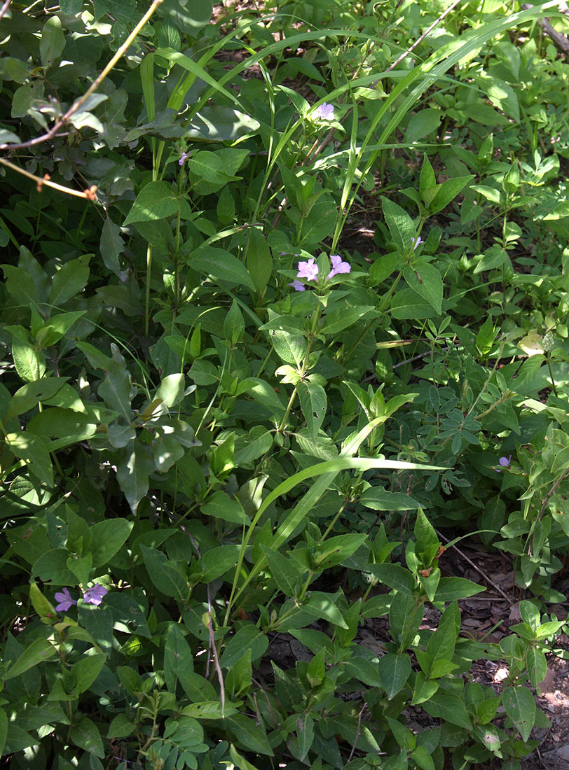 Ruellia prostrata