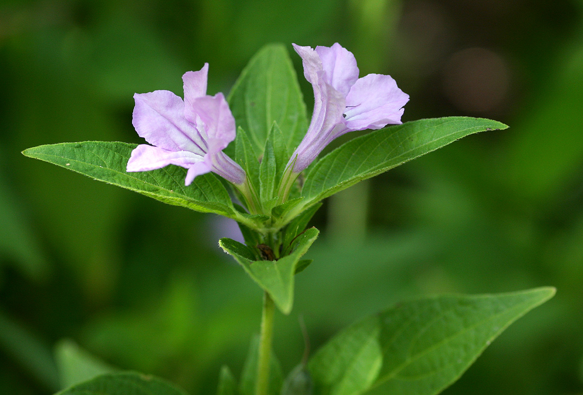 Ruellia prostrata