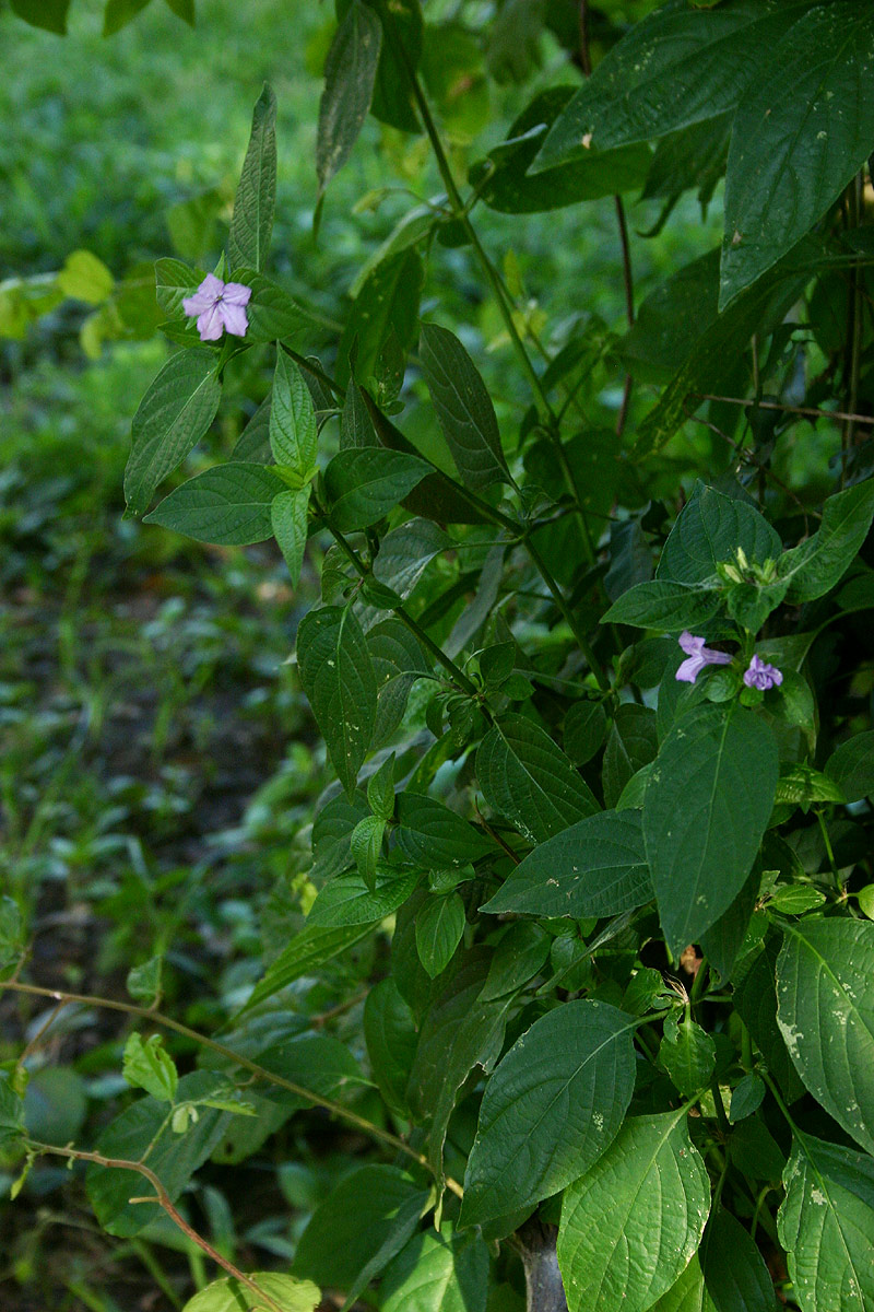 Ruellia prostrata