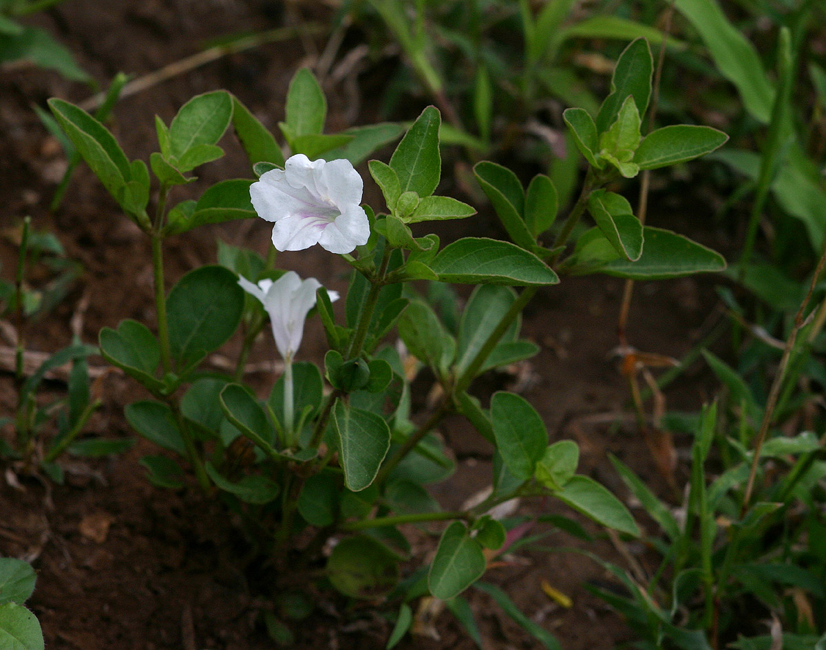 Ruellia patula
