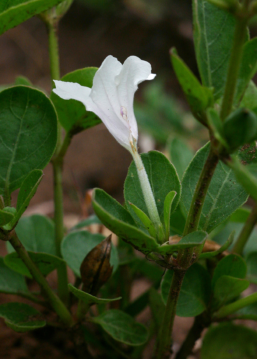 Ruellia patula