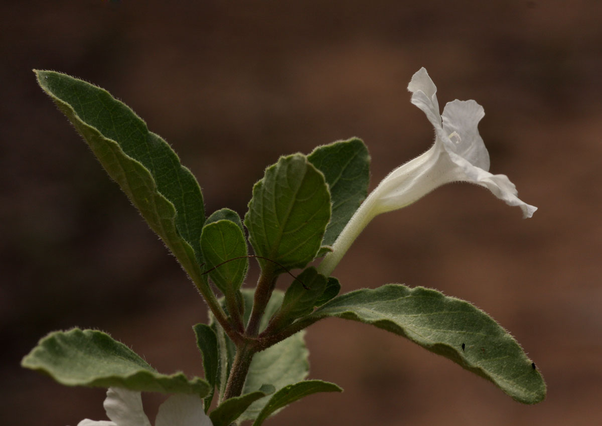 Ruellia patula
