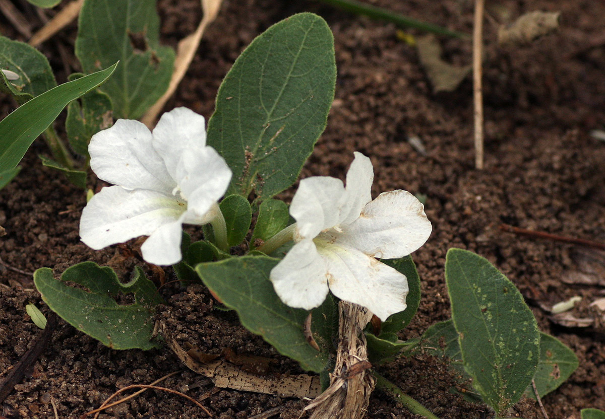Ruellia patula