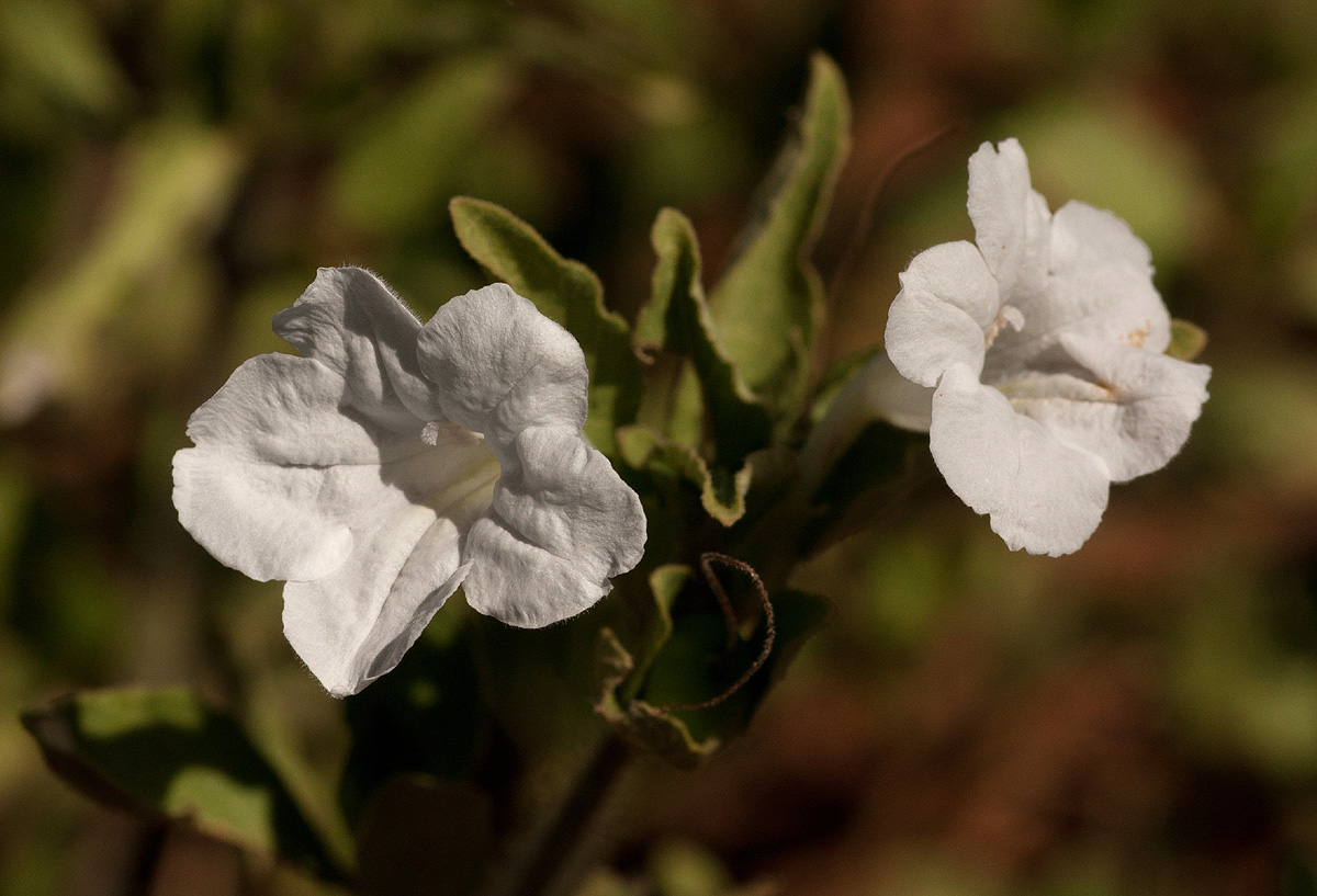 Ruellia patula