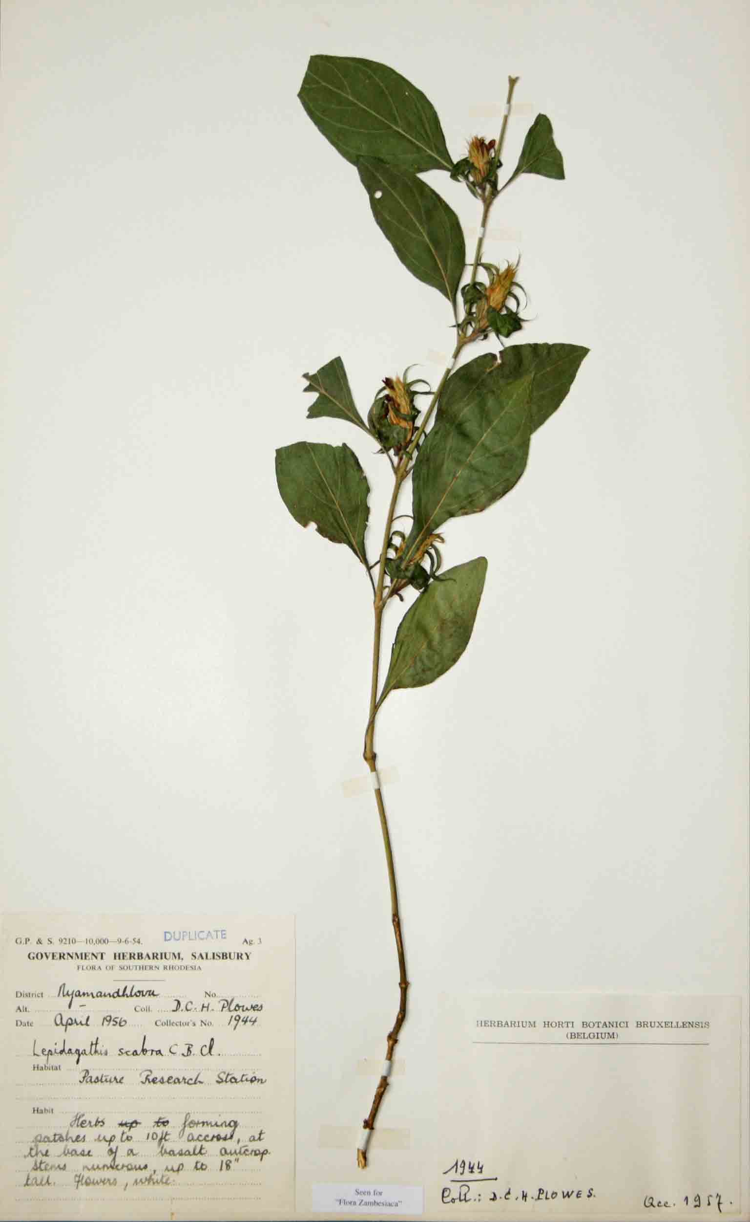 Lepidagathis scabra Lepidagathis scabra