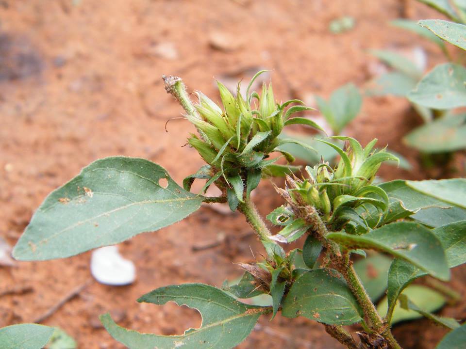 Lepidagathis scabra Lepidagathis scabra