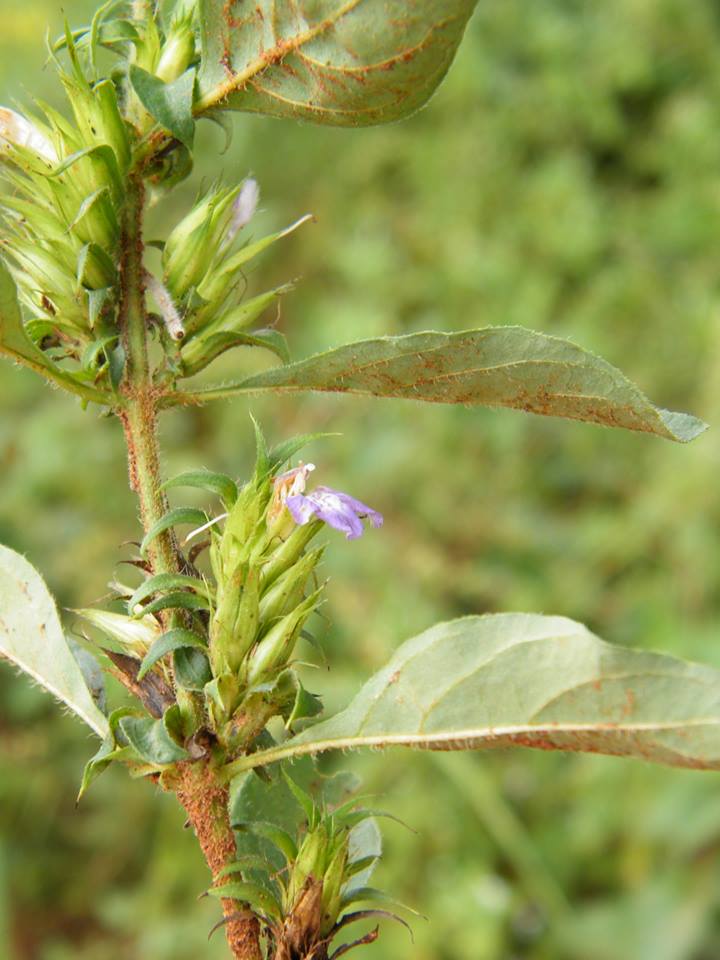 Lepidagathis scabra Lepidagathis scabra
