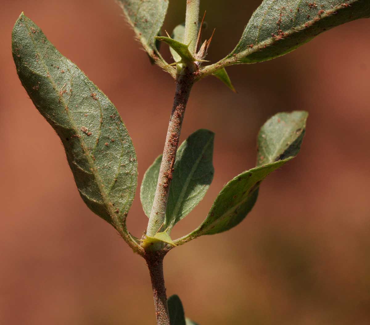 Barleria capitata