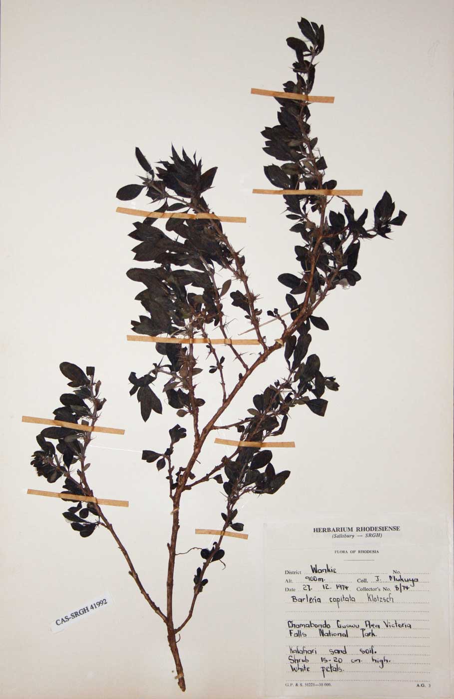 Barleria capitata Barleria capitata