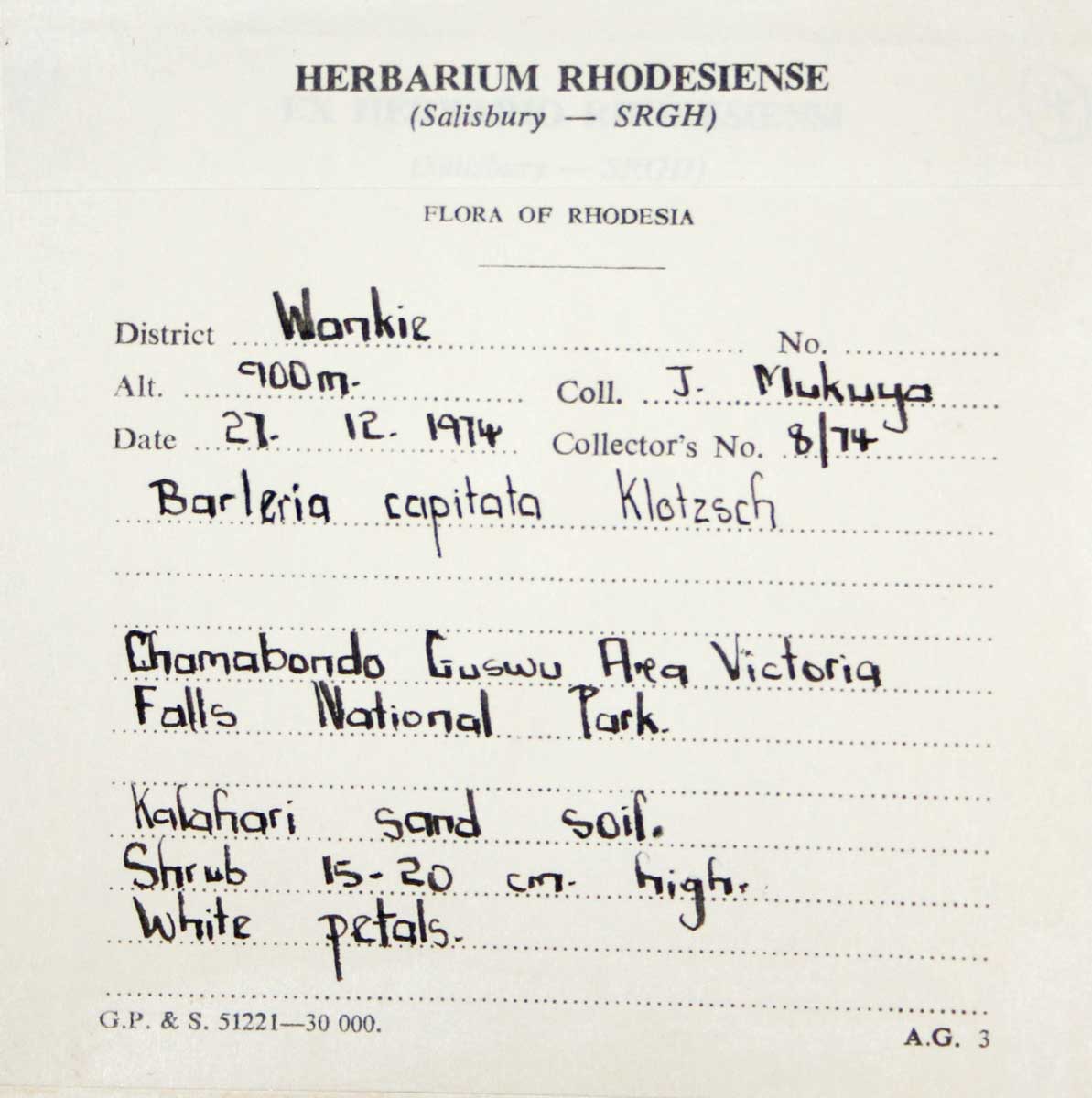 Barleria capitata Barleria capitata