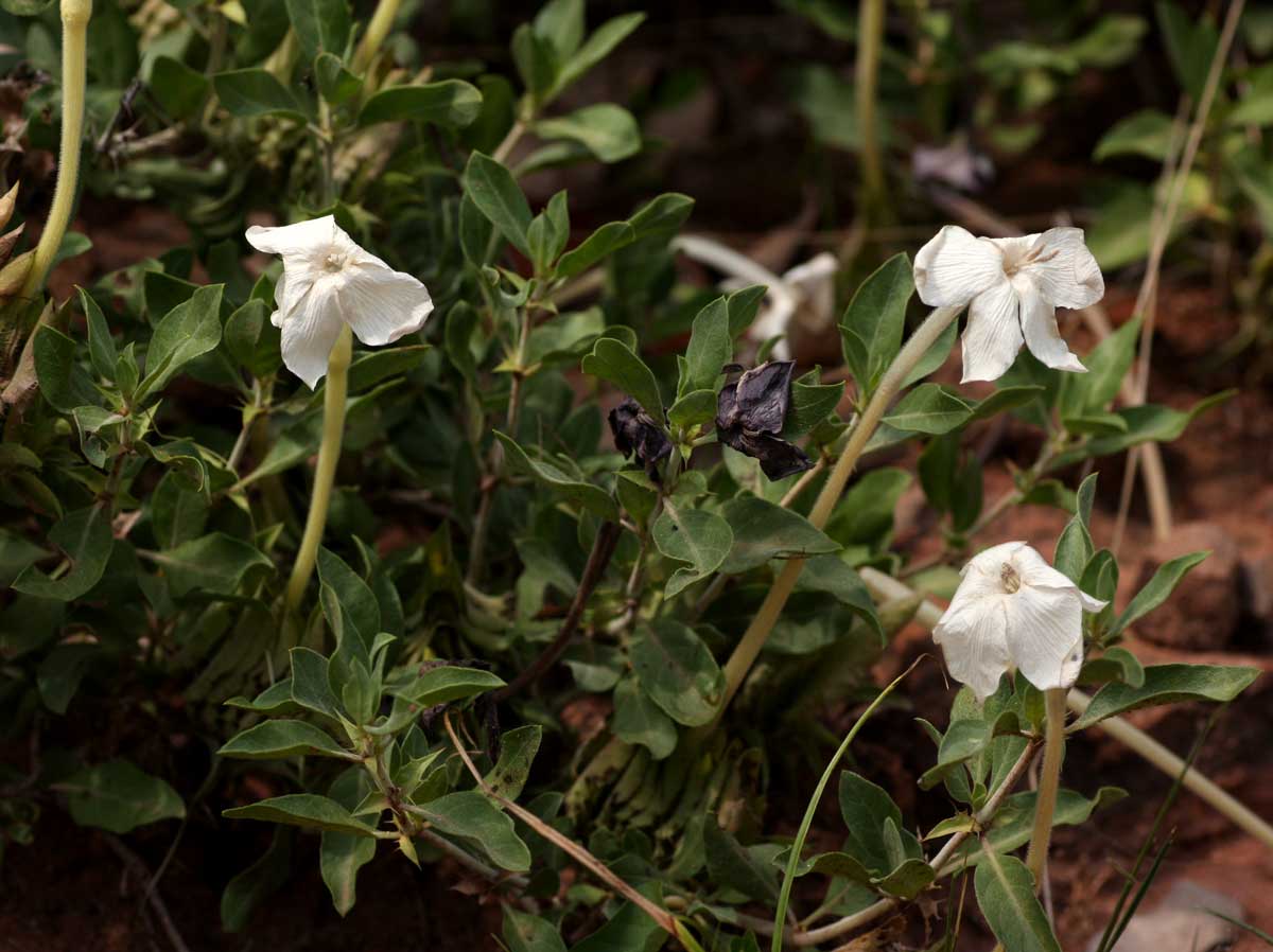 Barleria capitata