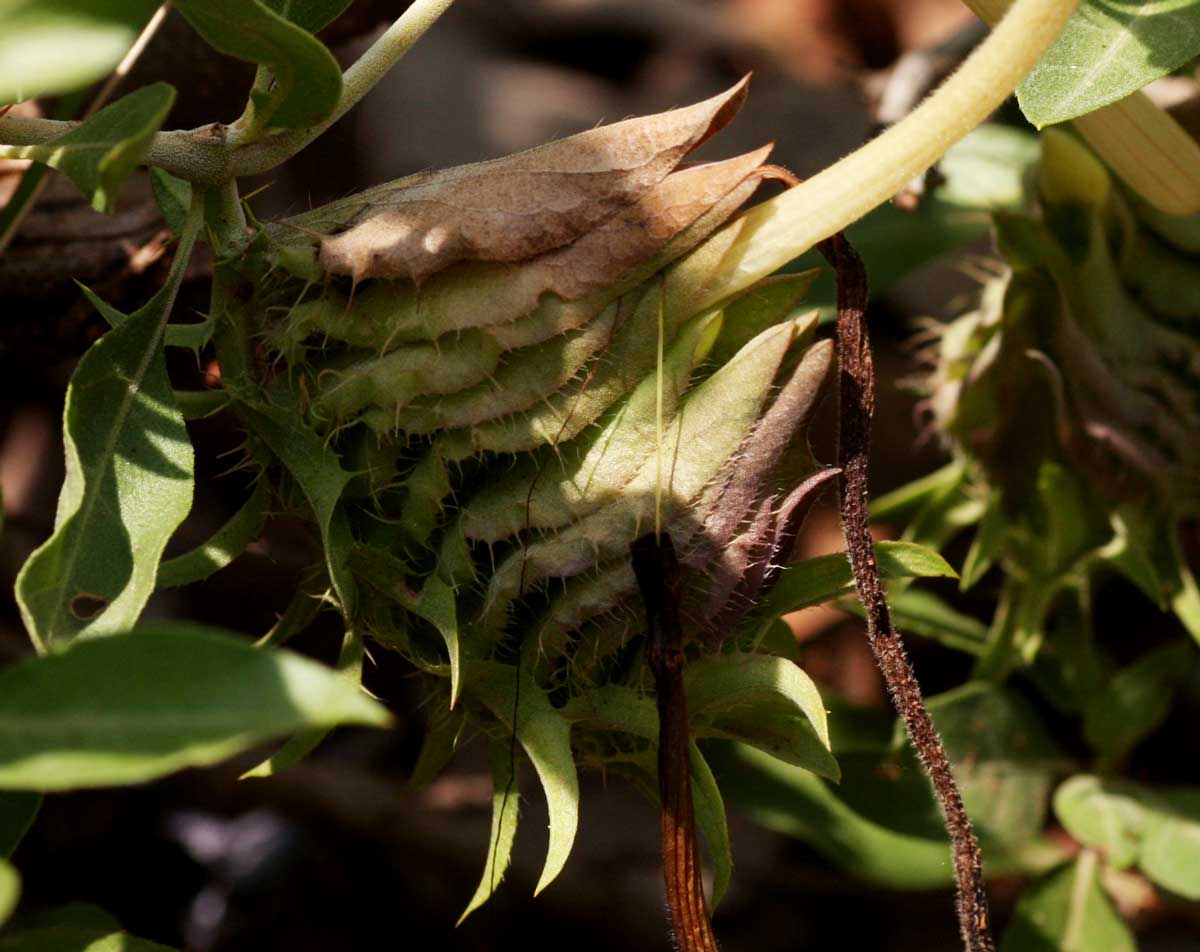 Barleria capitata Barleria capitata