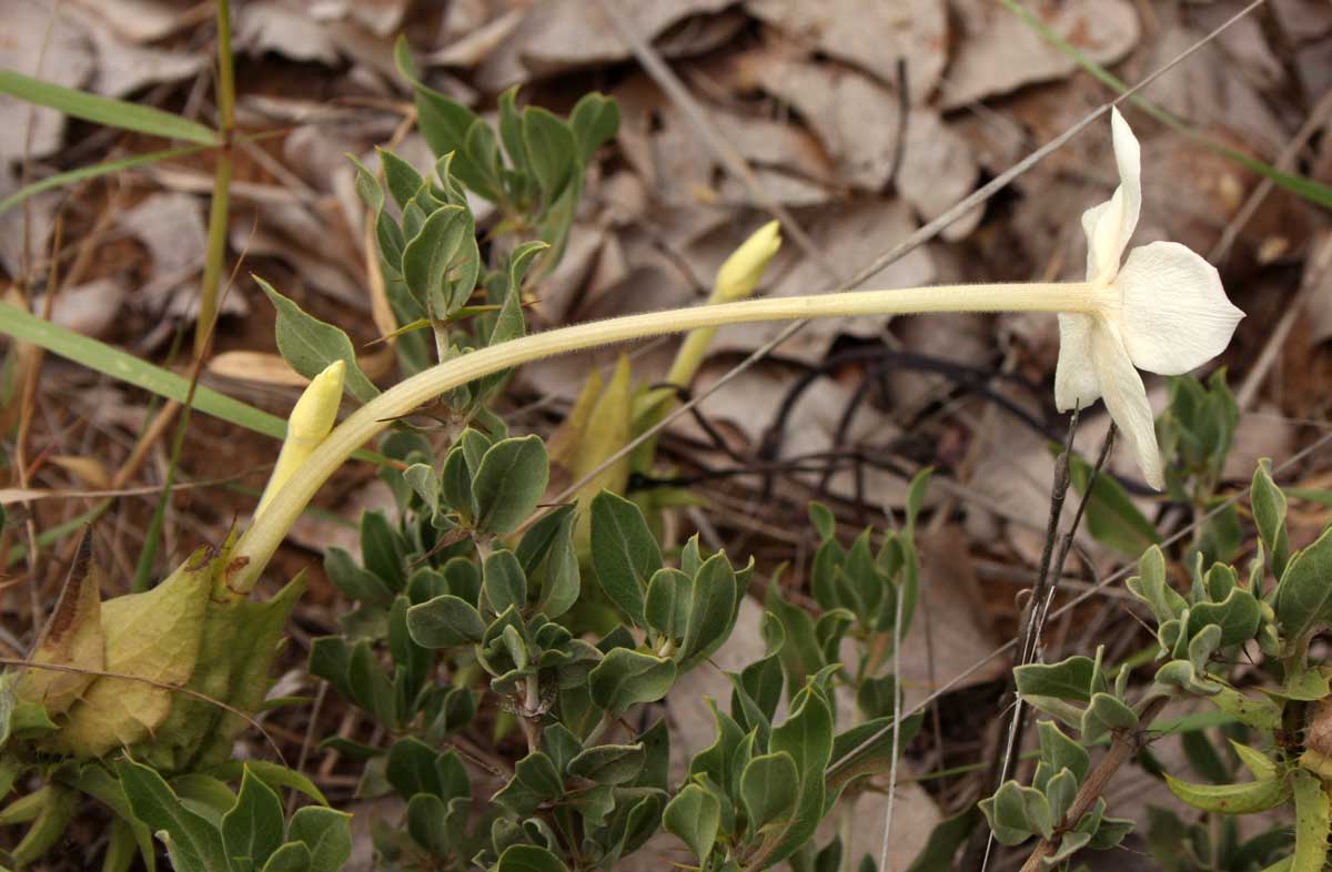 Barleria capitata