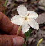 Barleria capitata