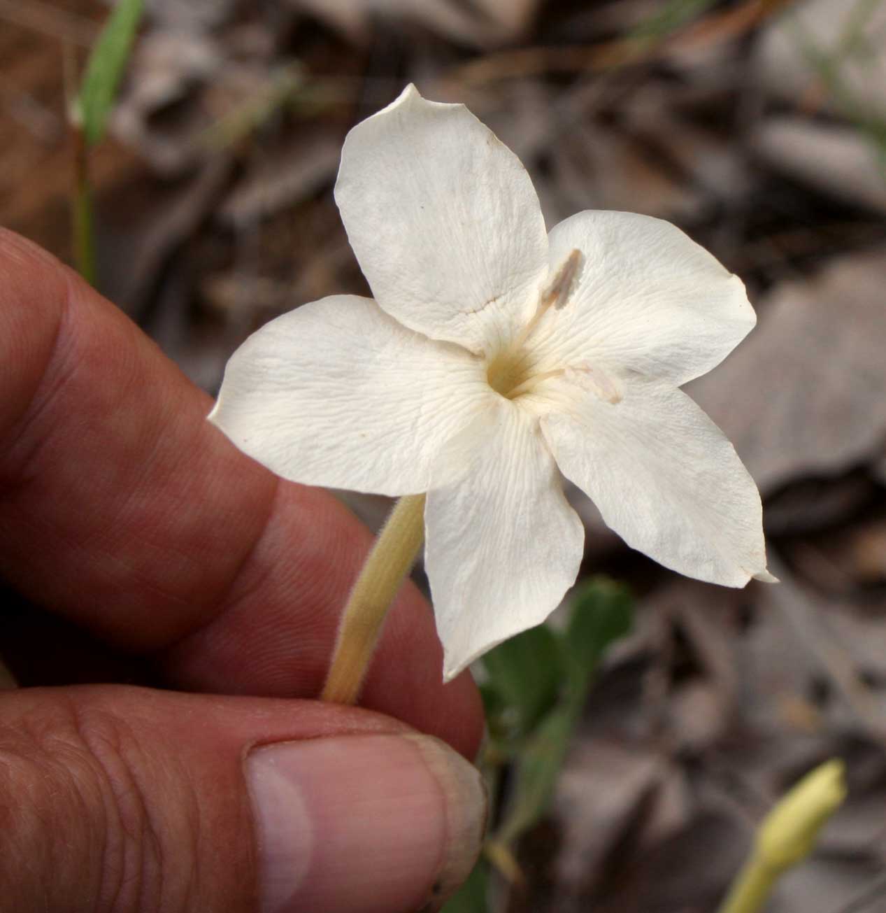 Barleria capitata