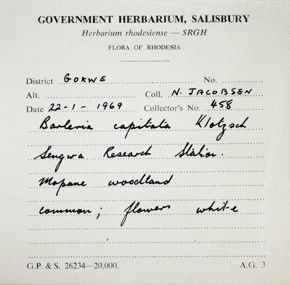 Barleria capitata Barleria capitata