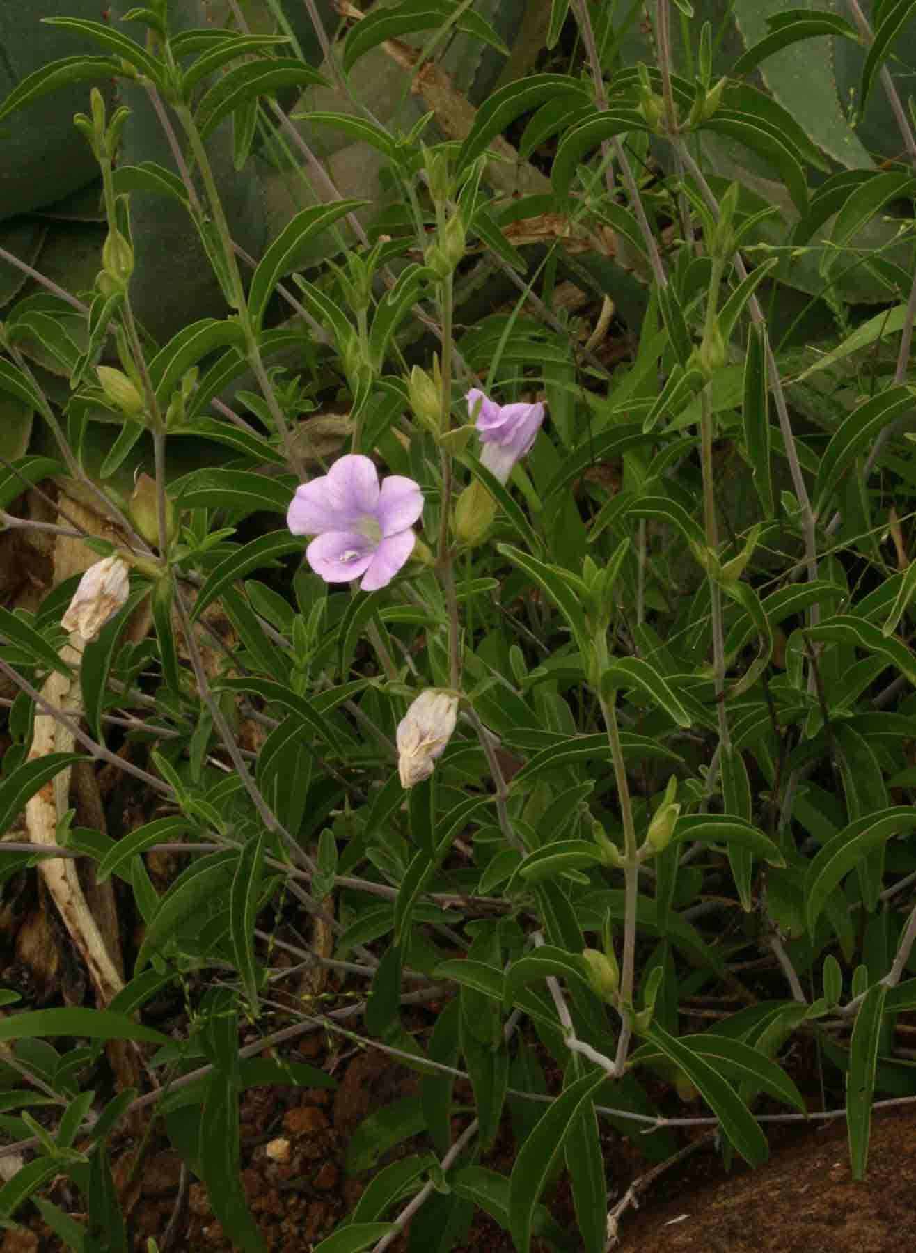 Barleria lancifolia