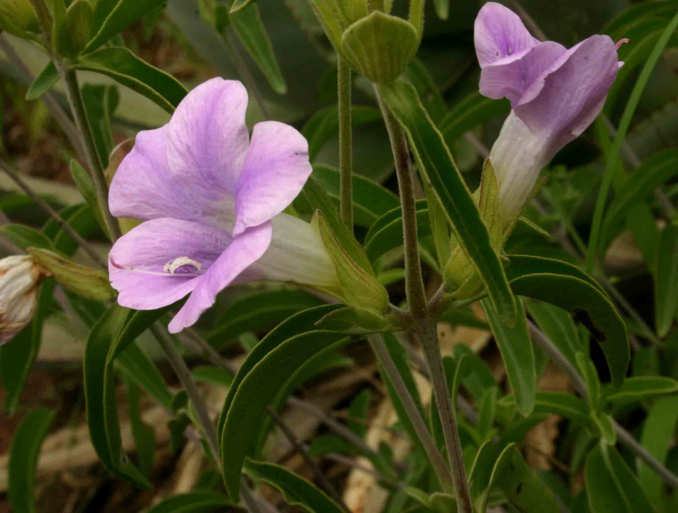 Barleria lancifolia Barleria lancifolia