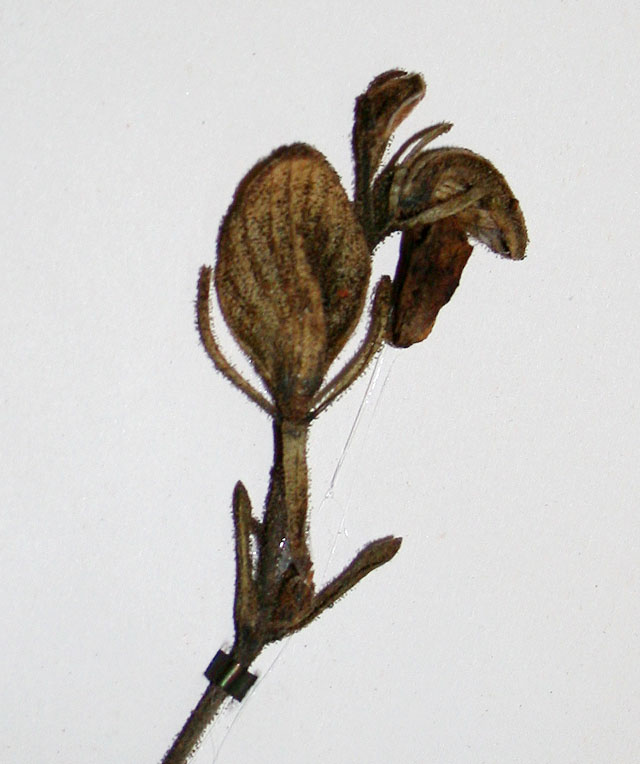 Barleria lancifolia