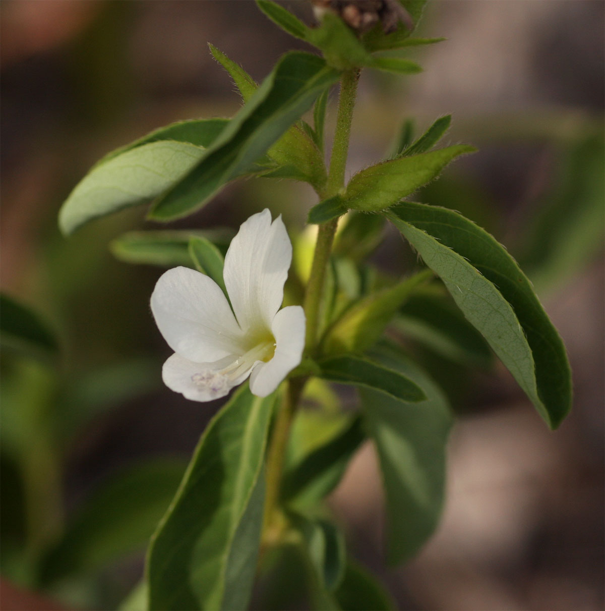 Barleria lugardii
