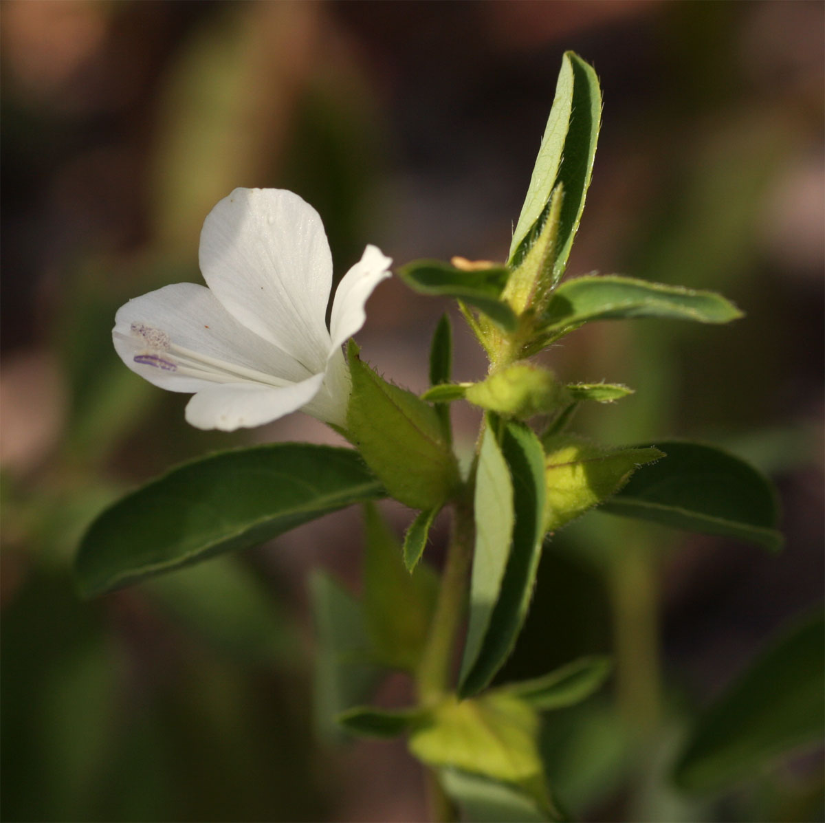 Barleria lugardii