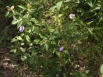 Barleria mackenii
