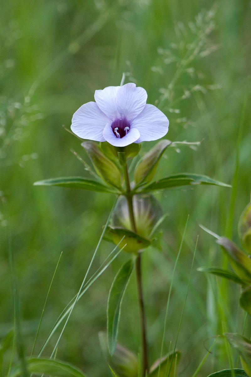 Barleria mackenii