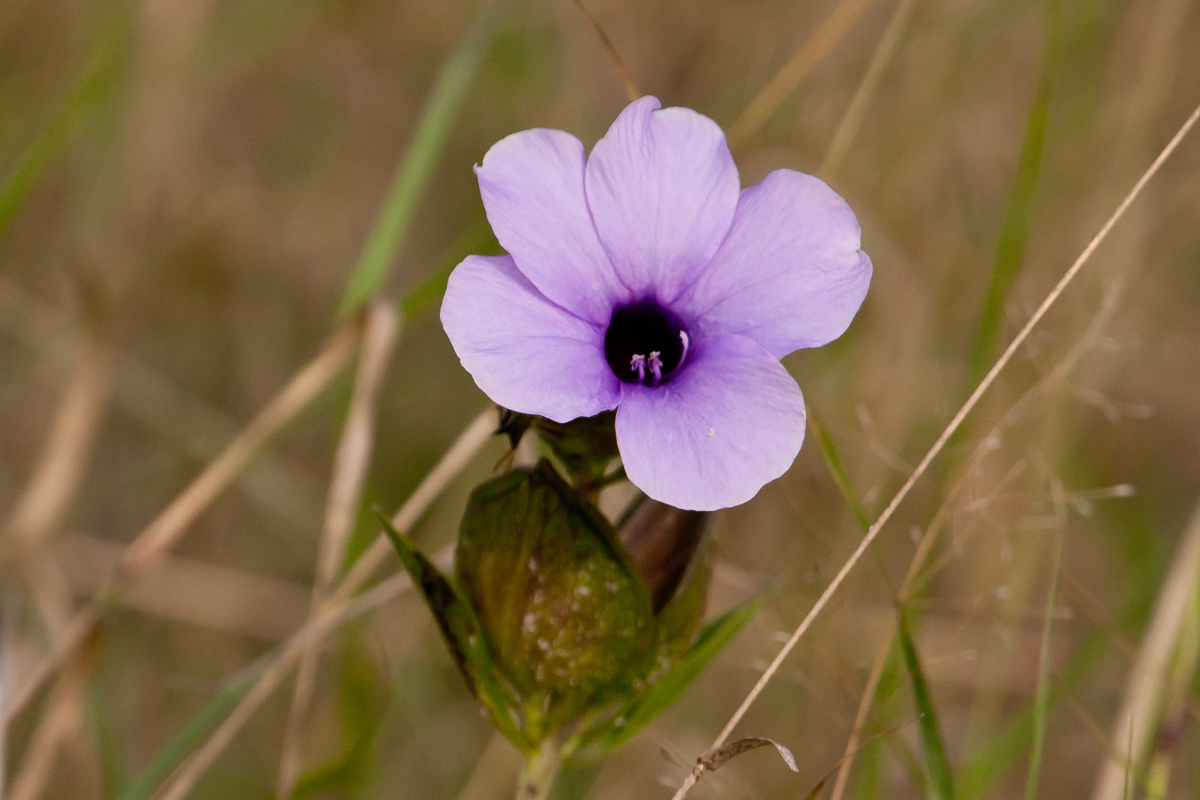 Barleria mackenii